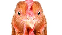 COVID-19 Has Led To The Slaughter Of Millions Of Animals. But These Chickens Dodged The Bullet