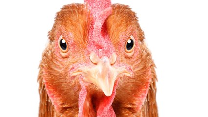 COVID-19 Has Led To The Slaughter Of Millions Of Animals. But These Chickens Dodged The Bullet