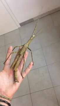 Oseriez-vous tenir cet insecte géant ???