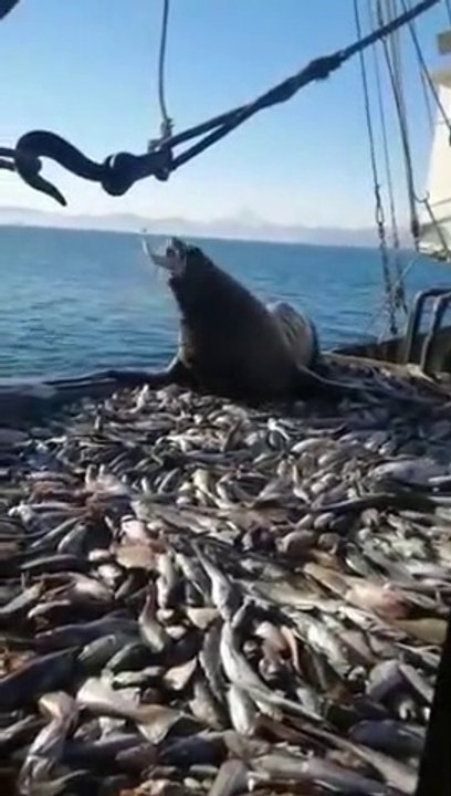 Ce lion de mer sait où trouver du poisson... direct dans le bateau de pêche