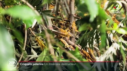 Criquets pèlerins : un itinéraire meurtrier