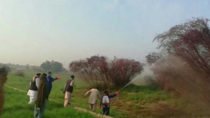 파키스탄에도 메뚜기떼 강타..."30년 만의 최악 피해" / YTN