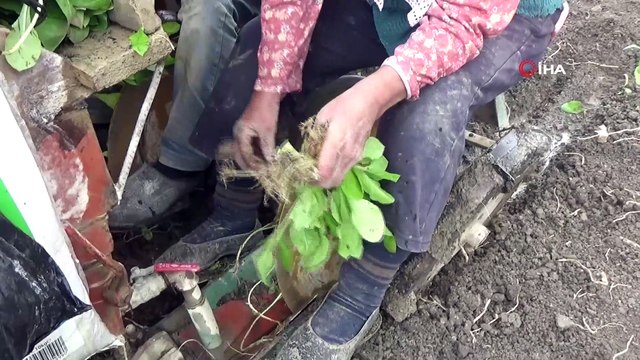 Bafra Ovası’nda tütün fidesi dikimi başladı