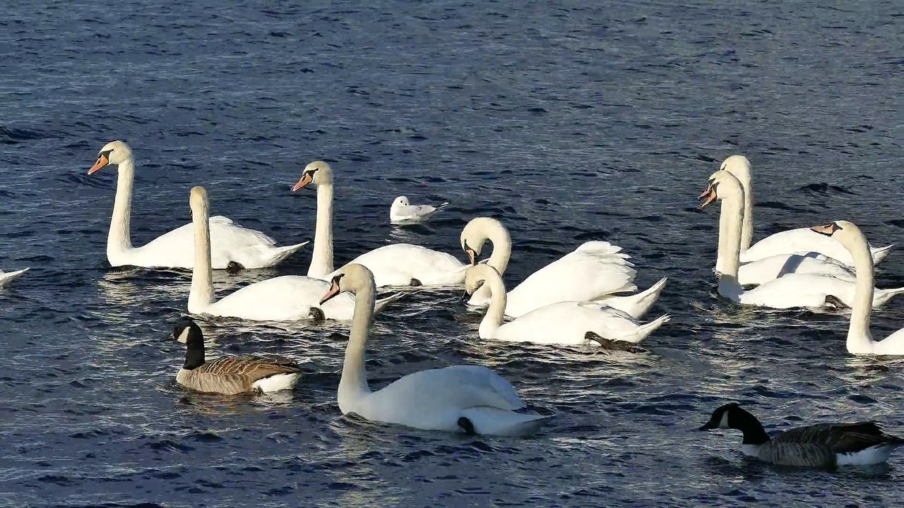 Swan duck