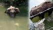 Kerala Elephant: அன்னாச்சி பழத்தில் வெடி..தண்ணீரில் நின்ற படி உயிரை விட்ட கர்ப்பிணி யானை