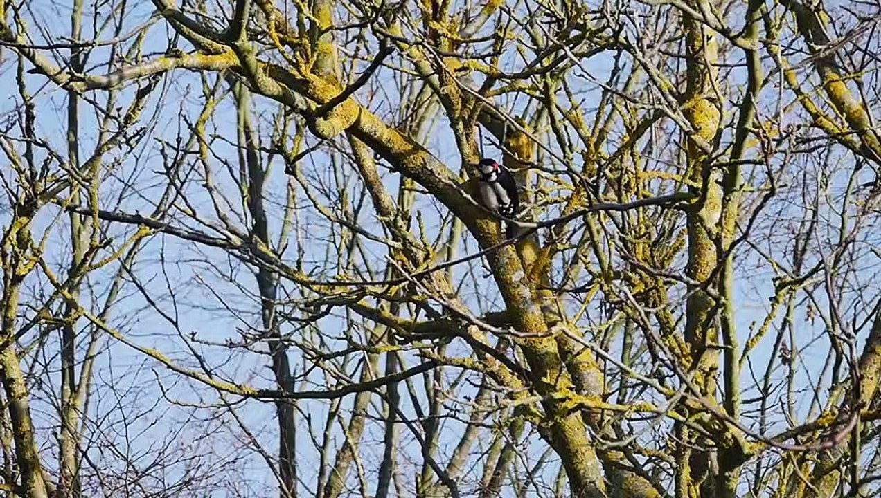 Bird Perched On The Branch Of A Leafless Tree