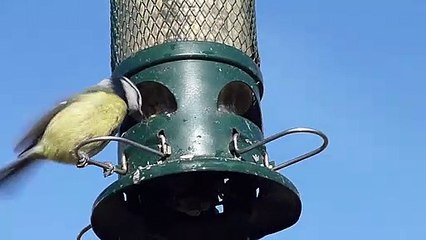 Little Bird Eating from a Bird Feeder