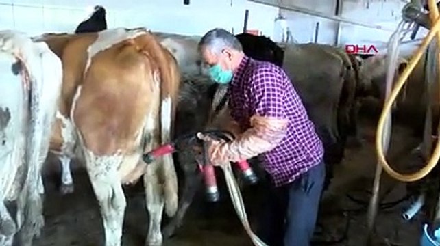 Kaliteli süt teşviki Çanakkaleli üreticileri sevindirdi