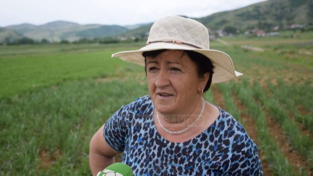 Më shumë fitim me bimë medicinale/ Fermerët e Korçës i largohen kulturave tradicionale