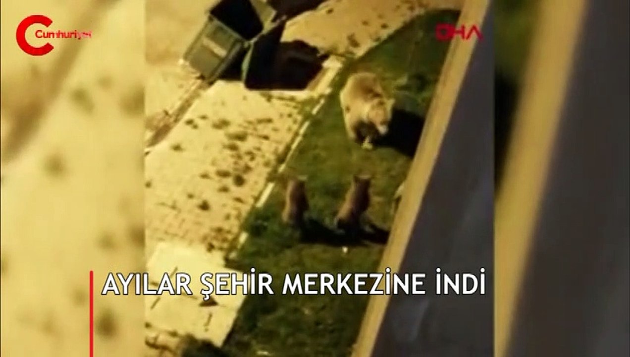 Şehir merkezine inen boz ayı, yavrularını köpeklerden böyle korudu