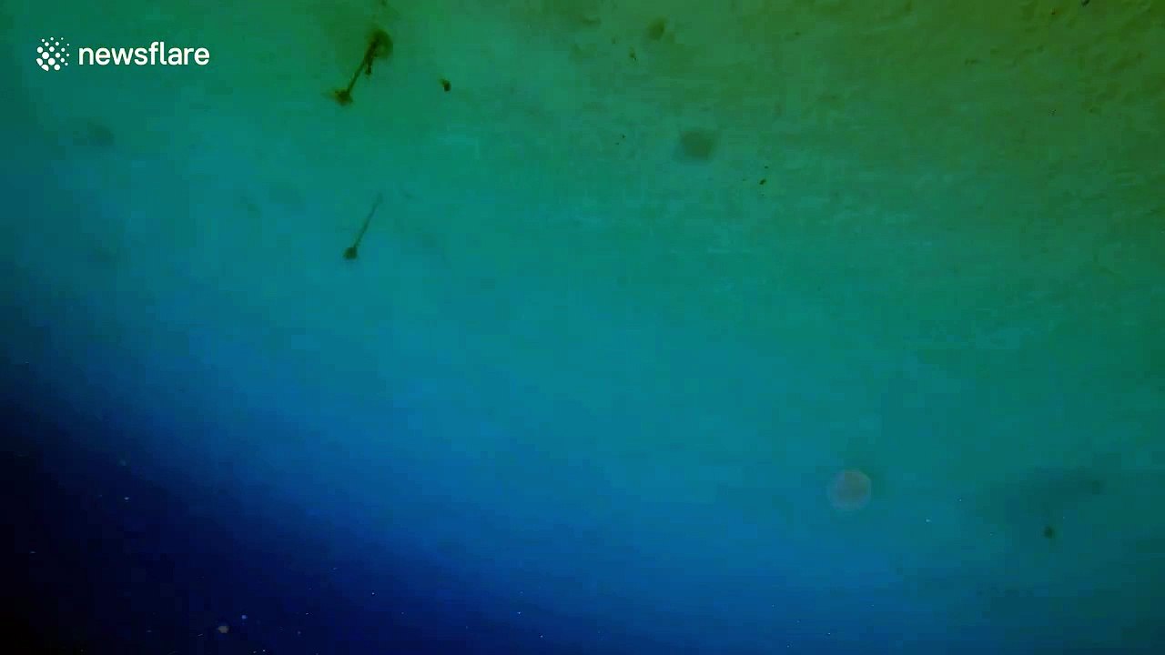 This winged 'flying gurnard' is among the ocean's weirdest fish