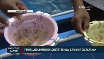 Penyelundupan Baby Lobster Senilai 6,7 Milyar Digagalkan