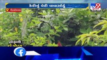 Cyclone Nisarga- Heavy rain lashes Gir Somnath, mango crops destroyed