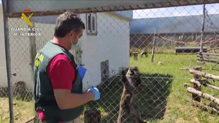 Detenida una persona e investigadas otras dos más en Madrid por  el robo de dos primates