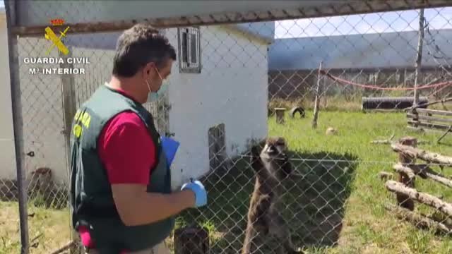 Detenida una persona e investigadas otras dos más en Madrid por el robo de dos primates