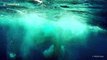 Diver goes eye to eye with two huge humpback whales in amazing encounter near Tonga