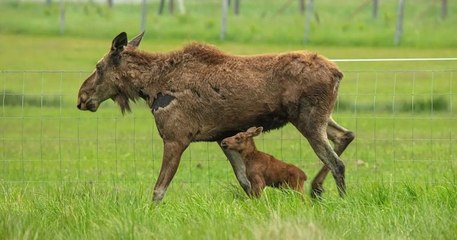 Un bébé élan naît dans les Alpes-Maritimes, une première depuis 2000 ans