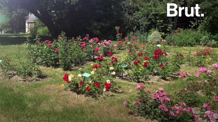Paris is studying the effects of lockdown on its biodiversity