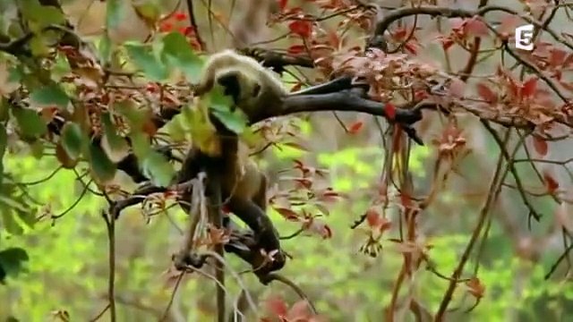 Découvrez le Tigre de Bengale dans ce magnifique documentaire ..