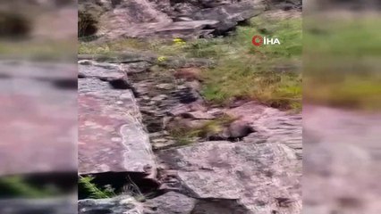 Türkiye’nin zehri en ölümcül ve en büyük yılanı Muş’ta görüldü