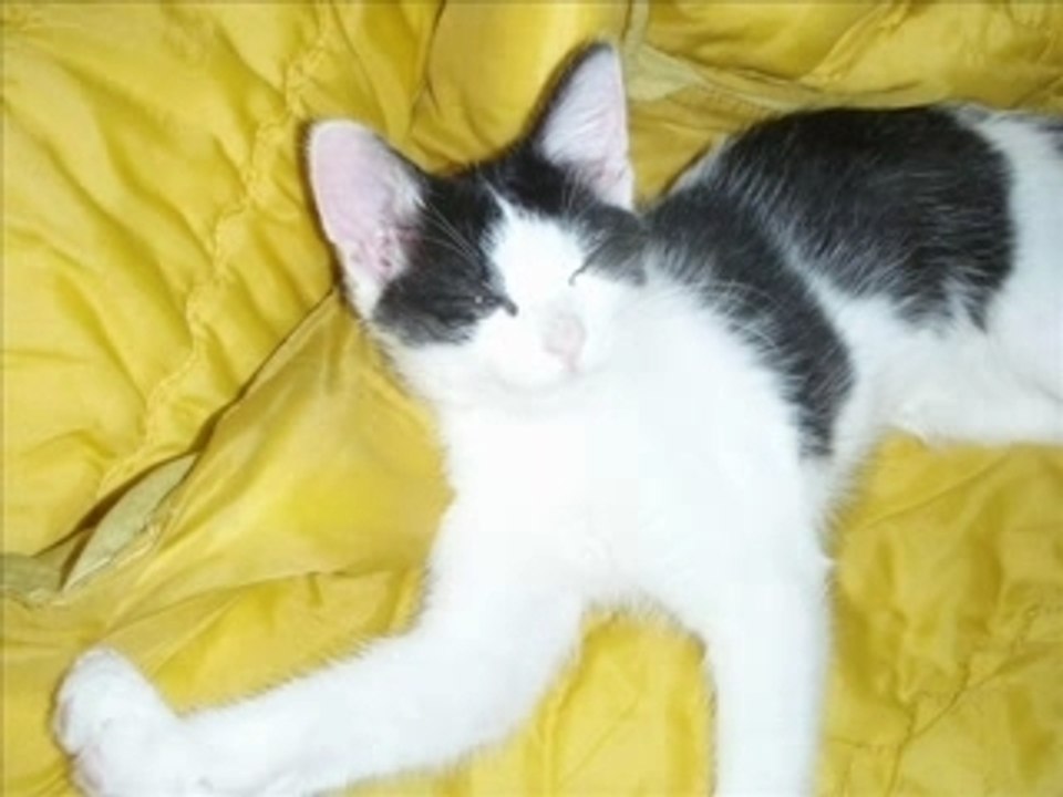 1er diaporama sur morgate et méduse