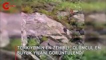 Türkiye’nin zehri en ölümcül ve en büyük yılanı böyle görüntülendi