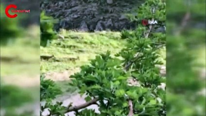 Malatya'da sürü halinde cep telefonuyla  görüntülendi