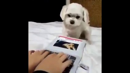 Can you Type Faster than this Cute Puppy | Funny Vines
