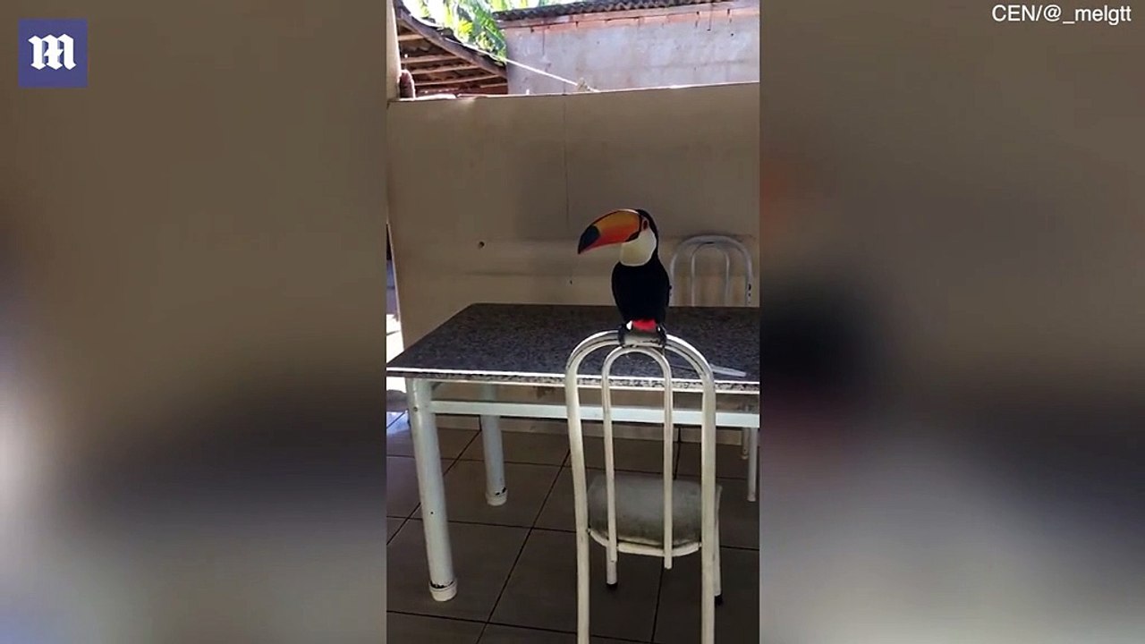 Un oiseau chipe une cigarette et en tire quelques bouffées avant de s’envoler