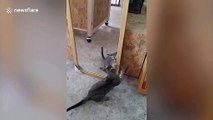 Confused cat tries to attack reflection in the mirror
