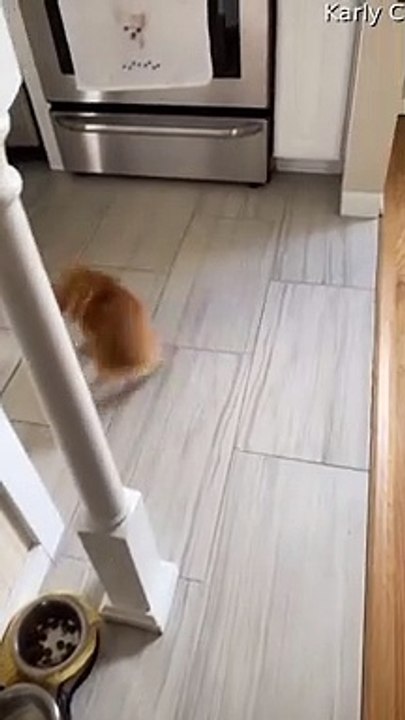 Chihuahua Does Its Best Cyclone Impression