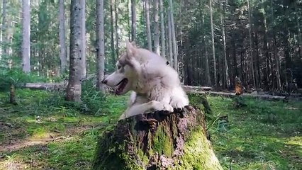 TOP 10 Razas de Perros MS POPULARES del Mundo