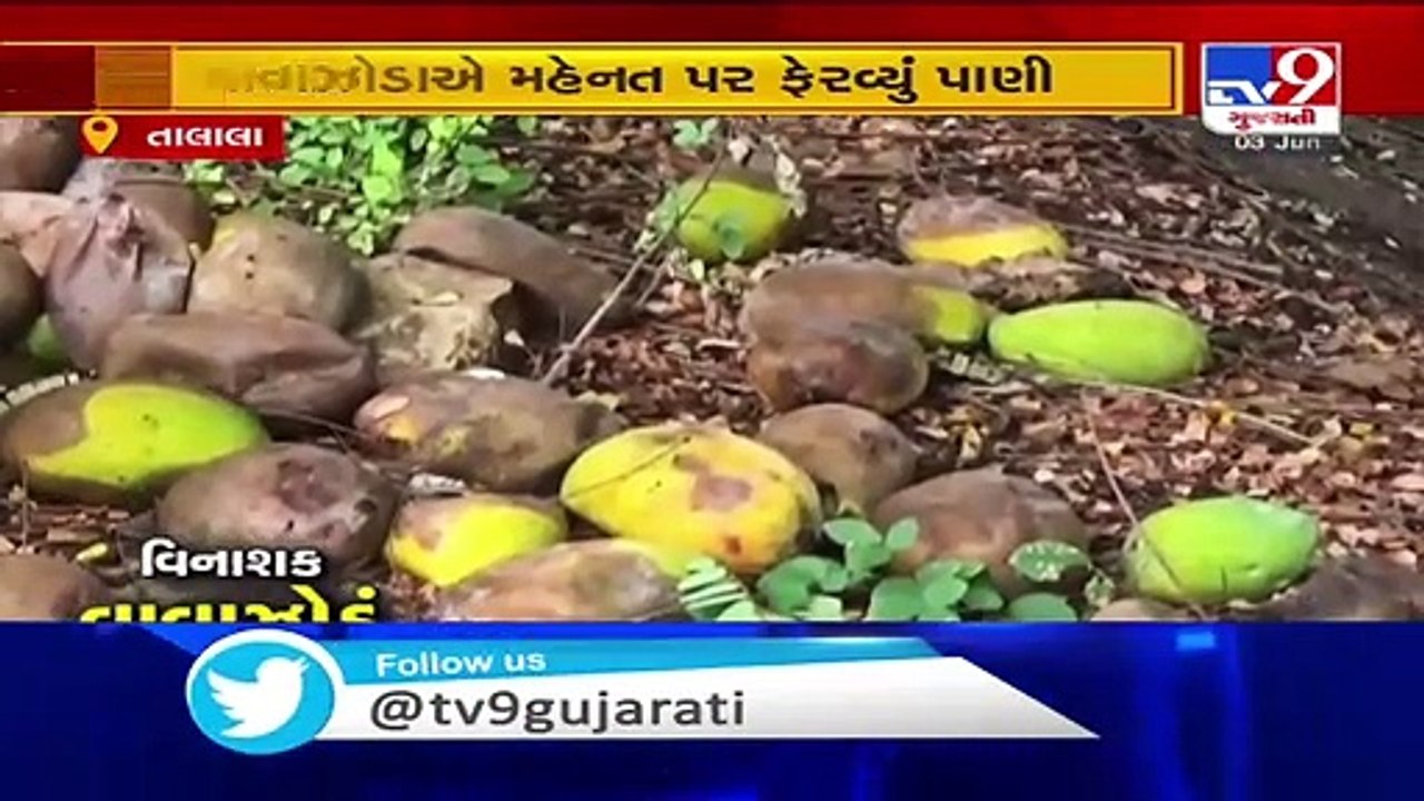 Cyclone Nisarg brings rain in Talala, mango crops destroyed Gir-Somnath