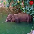 Outrage grows as pregnant elephant in Kerala dies after eating firecracker-laden fruit