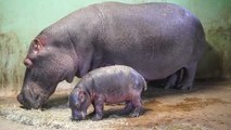 El bebé hipopótamo de Bioparc València  da sus primeros pasos