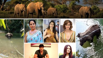 #Elephant : Nation Reacts : దేశాన్ని కుదిపేస్తున్న ఏనుగు ఘటన, స్పందించిన యావత్ భారతం...!!