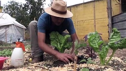 بساتين في مدن غواتيمالا لمواجهة النقص خلال العزل المنزلي