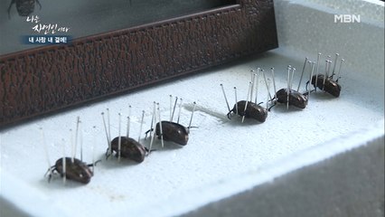 하다 하다 죽은 벌레에 숨을 불어 넣는다?