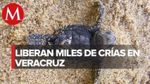 Confinamiento por covid-19 permite liberación de tortugas marinas en Veracruz