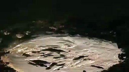 குழம்பிய குட்டையில் மீன் பிடிக்கும் சிறுத்தை... எல்லாம் பசிக்கொடுமை - வீடியோ