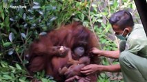 Baby orangutan born in Indonesia boosts numbers of the critically endangered species