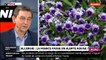 La quasi-totalité du territoire français placée en alerte rouge, en risque « très élevé » d’allergie liée au pollen - L'allergologue Pascal Bousiquier dans "Morandini Live" sur CNews