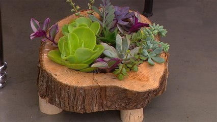 bd-le-mostramos-paso-a-paso-para-mini-jardin-030620