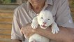 El primer león blanco nacido en cautividad en España, macho y rechazado por su madre