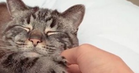 Voici Toulouse, le vrai chat des Aristochats