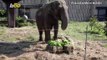Elephant-astic! Elephant in Bulgarian Zoo Celebrates 57th Birthday with a Giant Cake