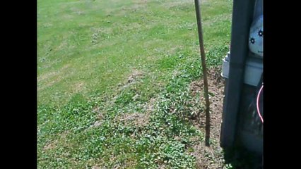 Potato Growth Stages 🌱