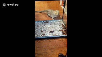 Bearded dragon confused by glass keeping him from food