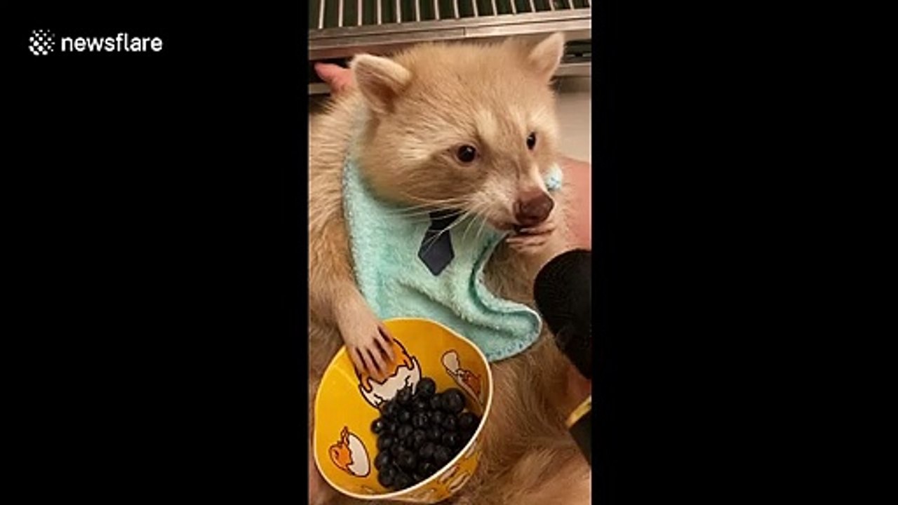 ASMR raccoon eats blueberries into mic