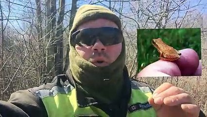 Spring Peepers March 2016